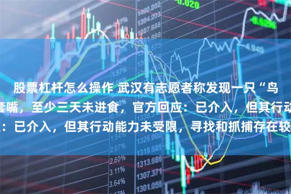 股票杠杆怎么操作 武汉有志愿者称发现一只“鸟中大熊猫”黑鹳被异物套嘴，至少三天未进食，官方回应：已介入，但其行动能力未受限，寻找和抓捕存在较大难度